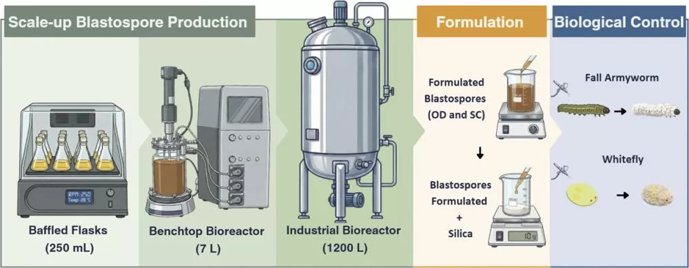 Tecnologia desenvolvida pela Embrapa e pela Efense utiliza fungos entomopatogênicos para produzir bioinseticidas destinados ao controle de pragas agrícolas (Imagem: Divulgação/Embrapa)