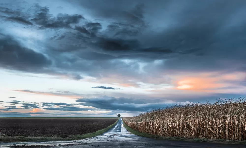 Soja, milho e trigo estão entre as culturas do Oeste do Paraná que exigirão atenção especial diante da perspectiva de maior volume e concentração das chuvas com o El Niño 2026/2027. (Foto: Magnific)