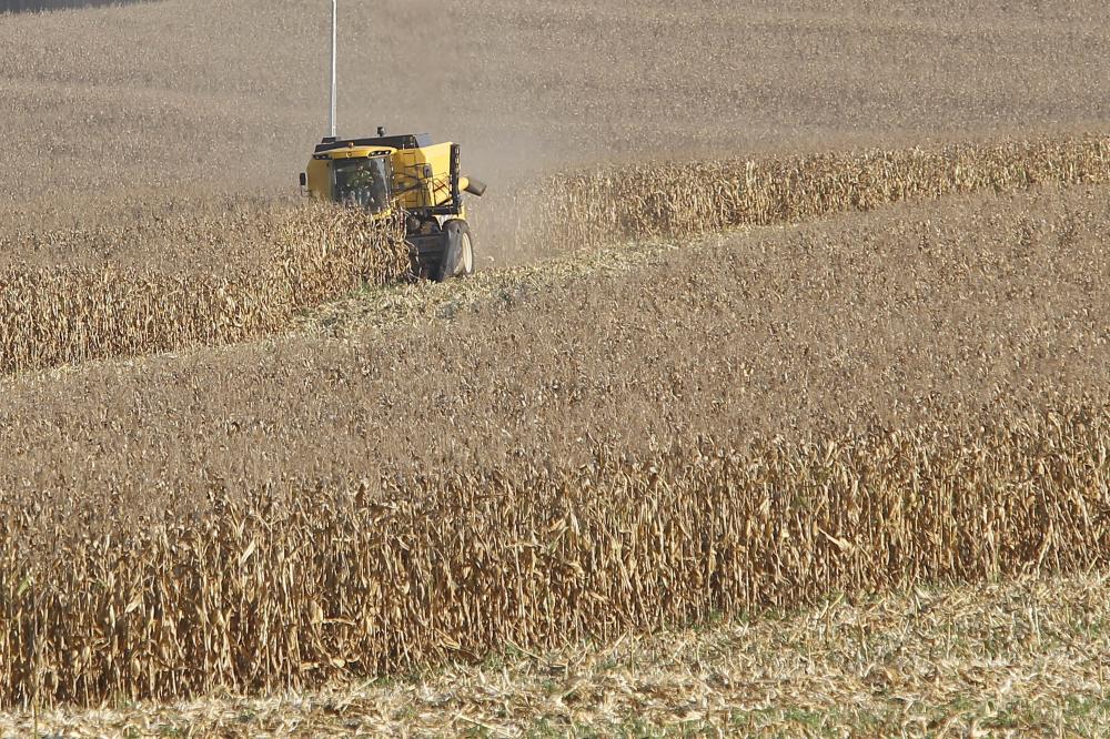Produtores de milho do Paraná têm melhor remuneração em outubro, aponta boletim do Deral. Foto: Albari Rosa/Arquivo AEN