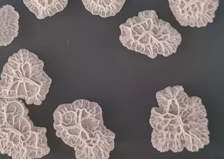Produtos à base de bactérias do gênero Bacillus ampliaram sua participação no mercado brasileiro de controle biológico. (Foto: Divulgação)